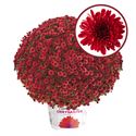 Afbeelding van Bolchrysant  P19 Red